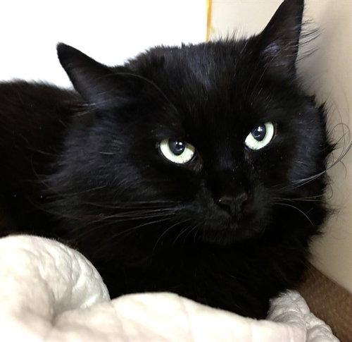 picture of the cat needing adoption