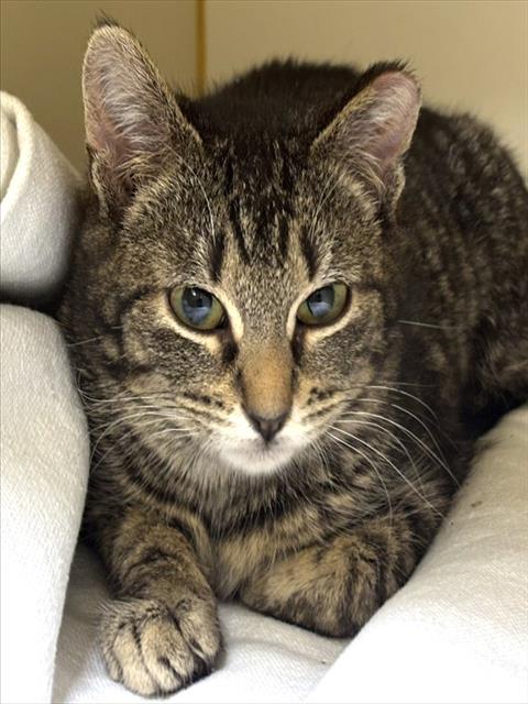 picture of the cat needing adoption