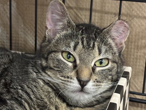 PANGEA, an adoptable Domestic Short Hair in Dedham, MA