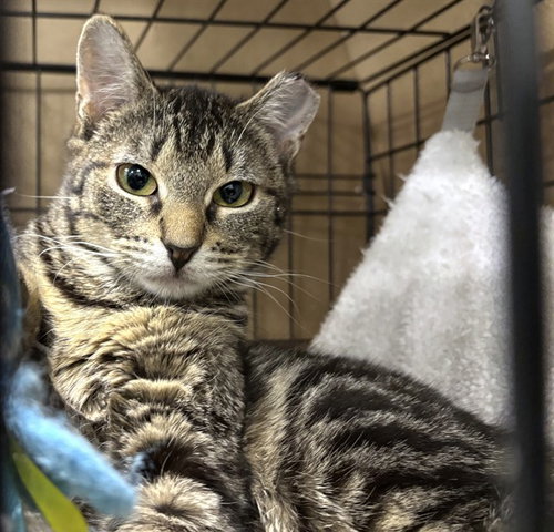 PANGEA, Young Domestic Short Hair (medium coat), cat for adoption in Lynn, Massachusetts