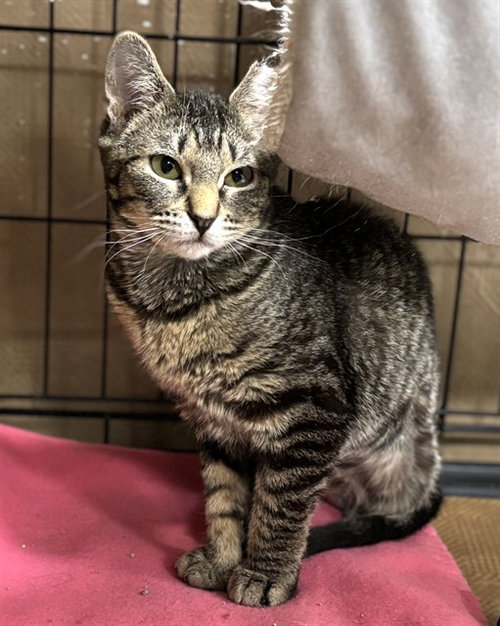 PANGEA, Young Domestic Short Hair (medium coat), cat for adoption in Taunton, Massachusetts