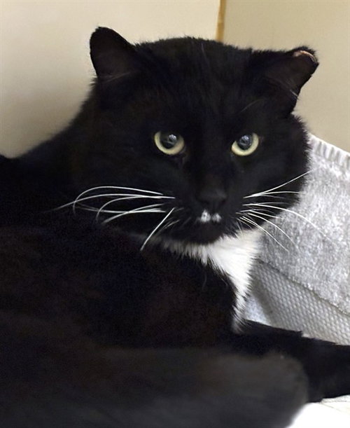 ELI, an adoptable Domestic Short Hair in Dedham, MA