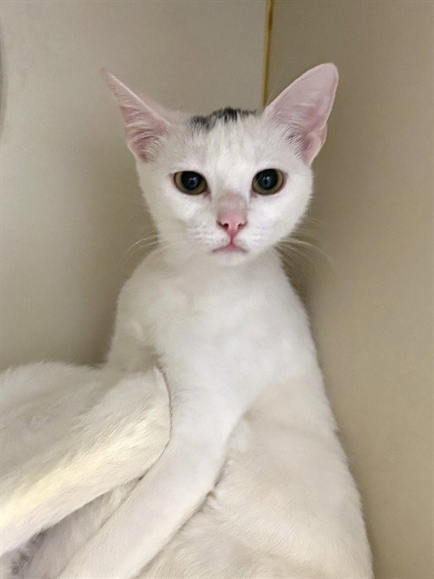 EVIE - Domestic Short Hair available for adoption