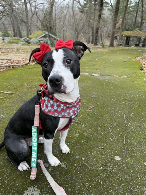 STARLET, an adoptable Staffordshire Bull Terrier in Dedham, MA