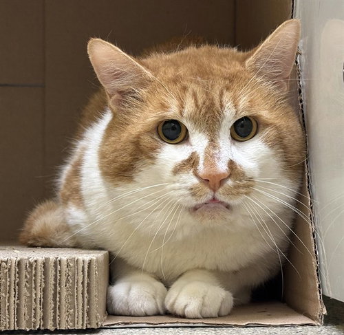 ZACHARY, an adoptable Domestic Short Hair in Dedham, MA