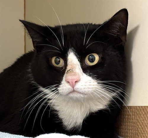 JAMESON, an adoptable Domestic Short Hair in Dedham, MA