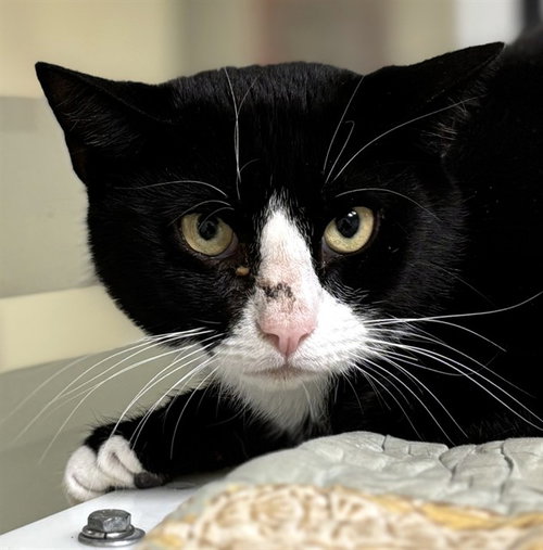 picture of the cat needing adoption
