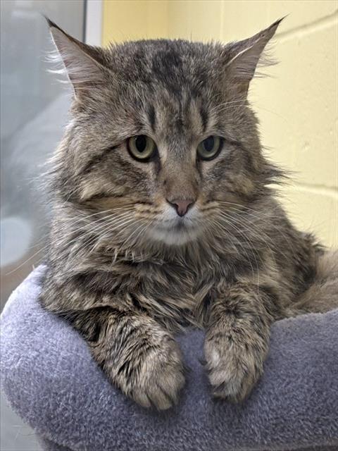 BOOKMARK, an adoptable Domestic Long Hair in Dedham, MA