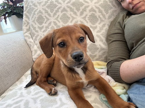 SHADOW, an adoptable Beagle in Dedham, MA