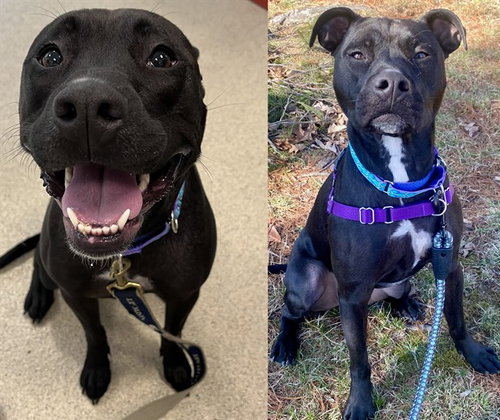 picture of the dog needing adoption