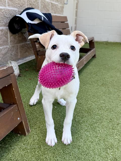 picture of the dog needing adoption