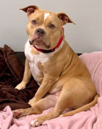 picture of the dog needing adoption