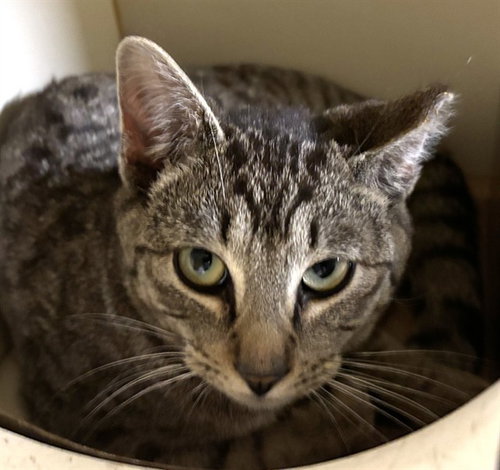 picture of the cat needing adoption