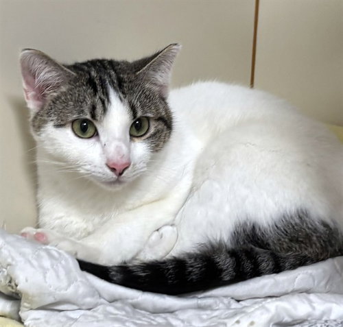 picture of the cat needing adoption