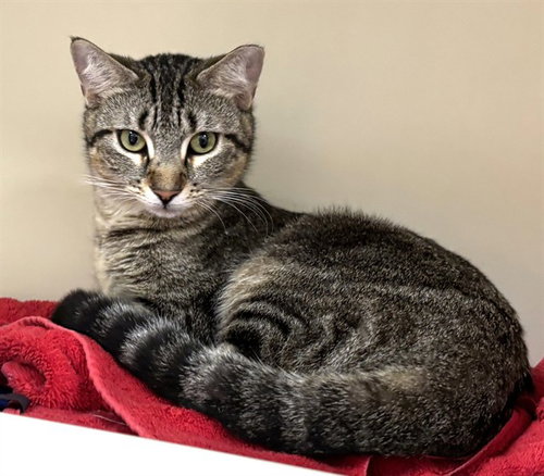 picture of the cat needing adoption