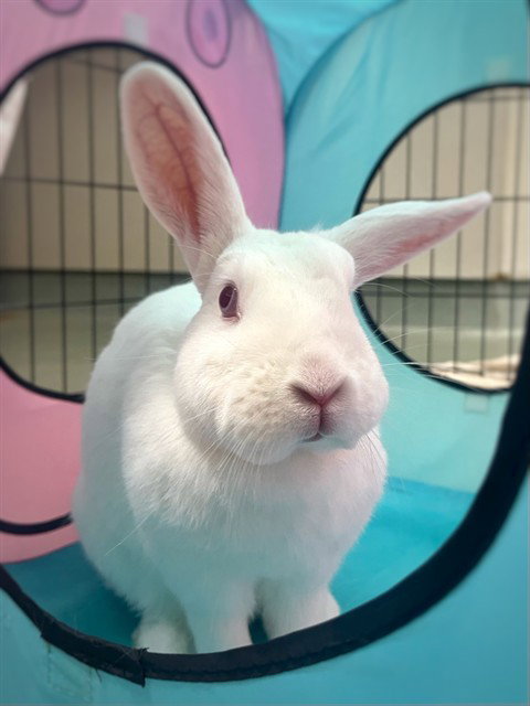 JAVA THE BEAN