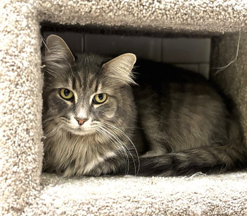 LUANA, an adoptable Domestic Long Hair in Dedham, MA