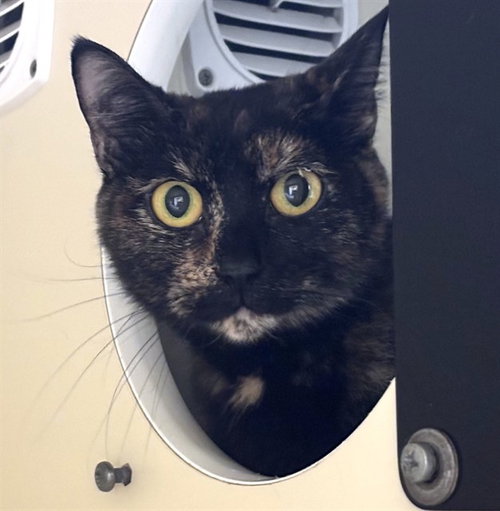 ONYX, Young Domestic Short Hair (medium coat), cat for adoption in Lynn, Massachusetts