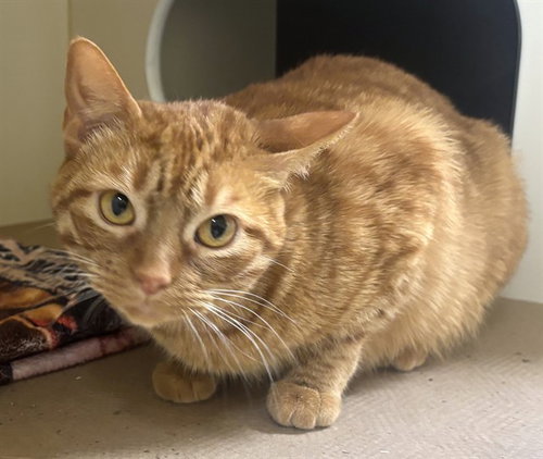 POPPY, Adult Domestic Short Hair (medium coat), cat for adoption in Beverly, Massachusetts