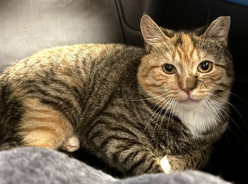 BANANA BREAD, Young Domestic Short Hair (medium coat), cat for adoption in Beverly, Massachusetts