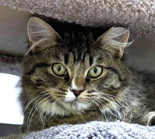 THOMAS J, an adoptable Domestic Long Hair in Dedham, MA