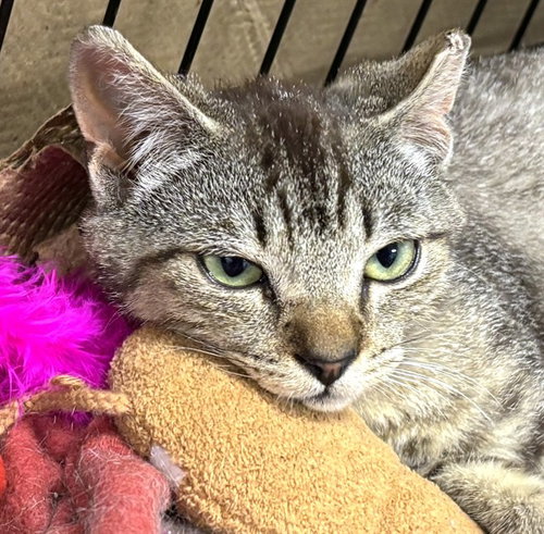 FLUX, an adoptable Domestic Short Hair in Dedham, MA