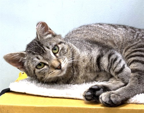 MADDOX, an adoptable Domestic Short Hair in Dedham, MA