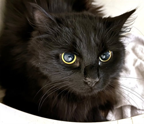 NIKA, an adoptable Domestic Long Hair in Dedham, MA