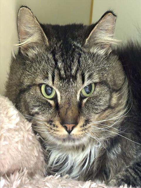 MUSHROOM, an adoptable Domestic Long Hair in Dedham, MA