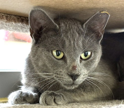 SHARK, an adoptable Domestic Short Hair in Dedham, MA