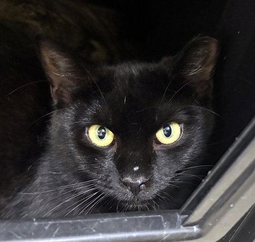 GOOBER, an adoptable Domestic Short Hair in Dedham, MA