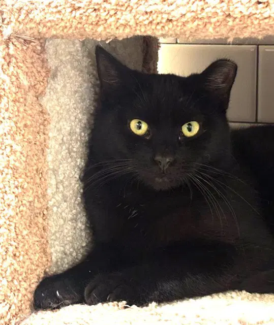 Goober - Domestic Short Hair