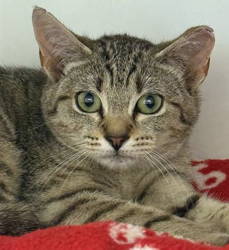 POLLUX, an adoptable Domestic Short Hair in Dedham, MA