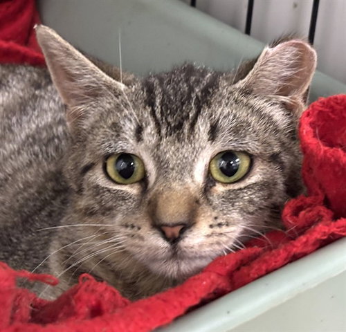 POLLUX, Young Domestic Short Hair (medium coat), cat for adoption in Taunton, Massachusetts