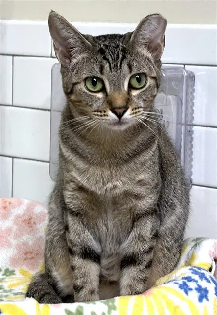 Pollux - Domestic Short Hair