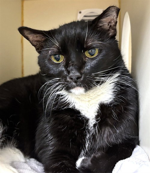 BIG WADE, an adoptable Domestic Short Hair in Dedham, MA