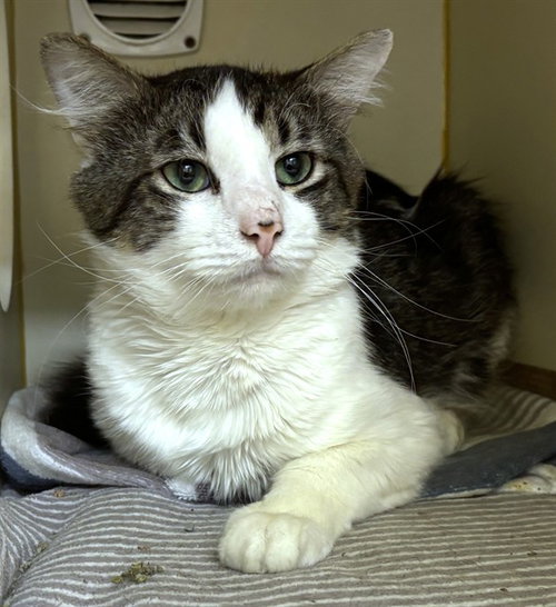 JACK, an adoptable Domestic Short Hair in Dedham, MA