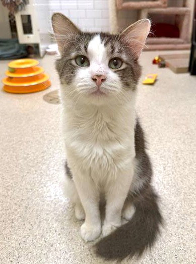 JACK, Young Domestic Short Hair (medium coat), cat for adoption in Waltham, Massachusetts
