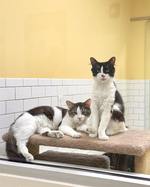 JACK, Young Domestic Short Hair (medium coat), cat for adoption in Woonsocket, Rhode Island