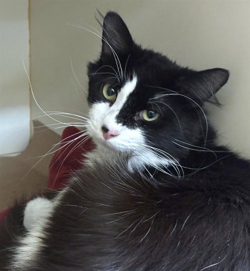 PATCH, an adoptable Domestic Long Hair in Dedham, MA