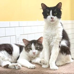 PATCH, Young Domestic Long Hair (medium coat), cat for adoption in Dedham, Massachusetts