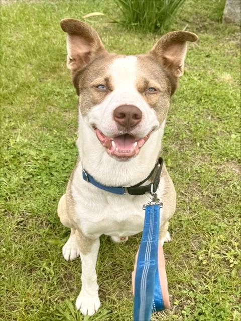 BUSTA, an adoptable Husky in Dedham, MA