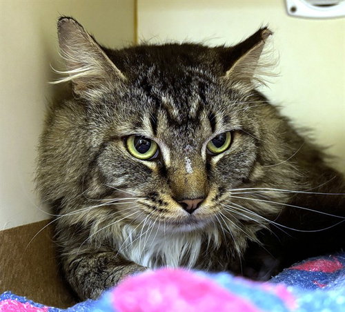 MUSHROOM, an adoptable Domestic Long Hair in Dedham, MA