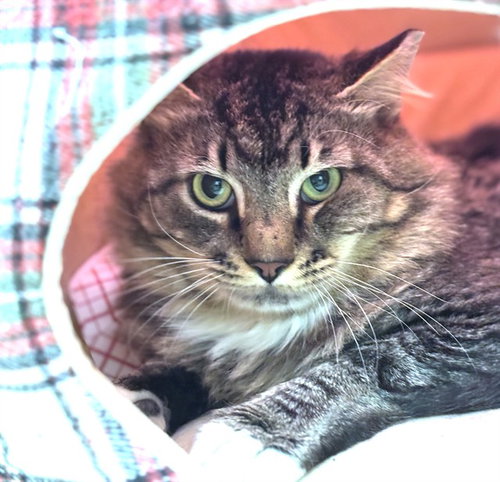 MUSHROOM, an adoptable Domestic Long Hair in Dedham, MA