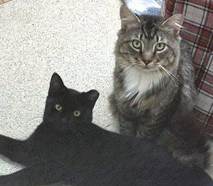 MUSHROOM, an adoptable Domestic Long Hair in Dedham, MA