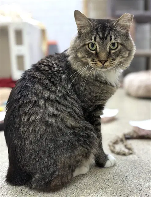 Mushroom - Domestic Long Hair