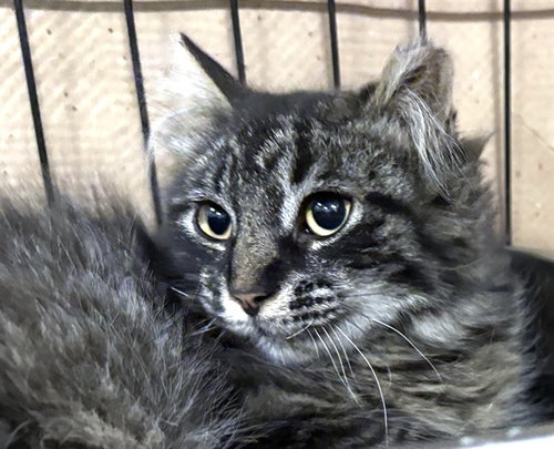 PORTOBELLO, an adoptable Domestic Short Hair in Dedham, MA