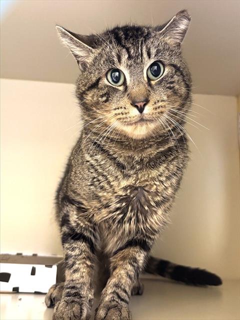 CHARLES, an adoptable Domestic Short Hair in Dedham, MA