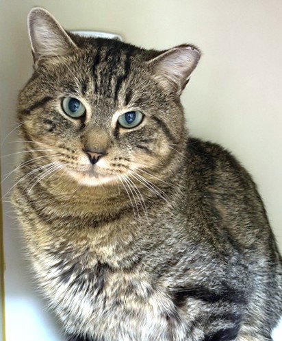 CHARLES, Adult Domestic Short Hair (medium coat), cat for adoption in Dedham, Massachusetts