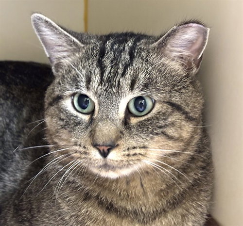 CHARLES, an adoptable Domestic Short Hair in Dedham, MA